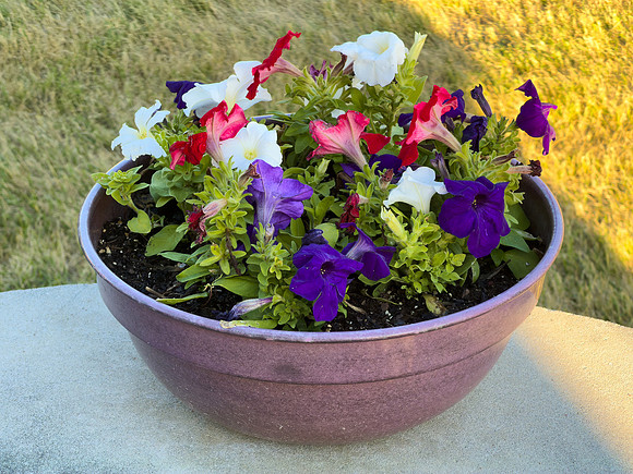 Flowers 01