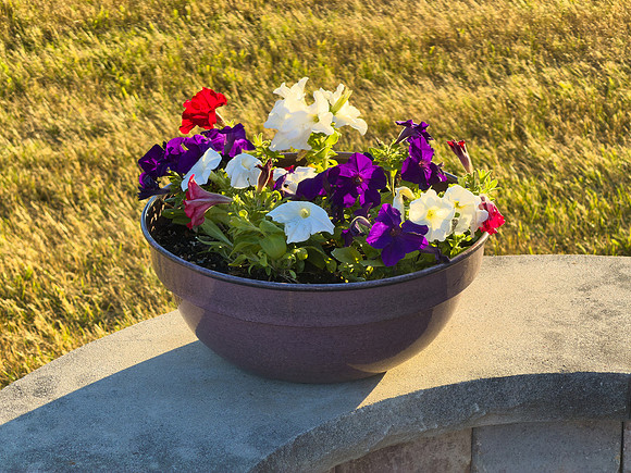 Flowers 02