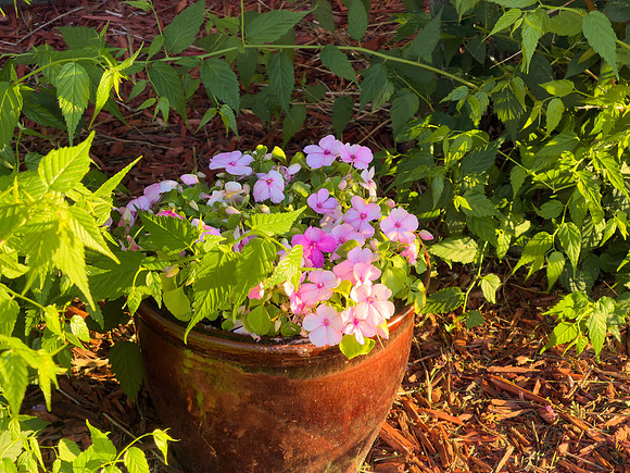 Flowers 09