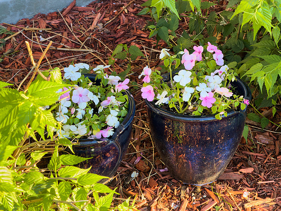 Flowers 10