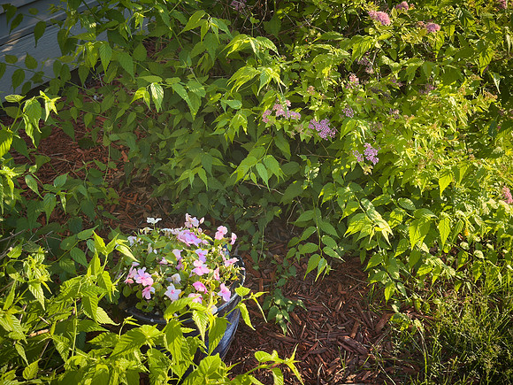 Flowers 07