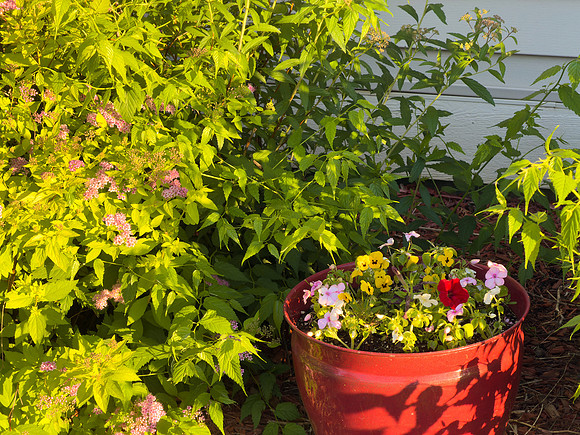 Flowers 08