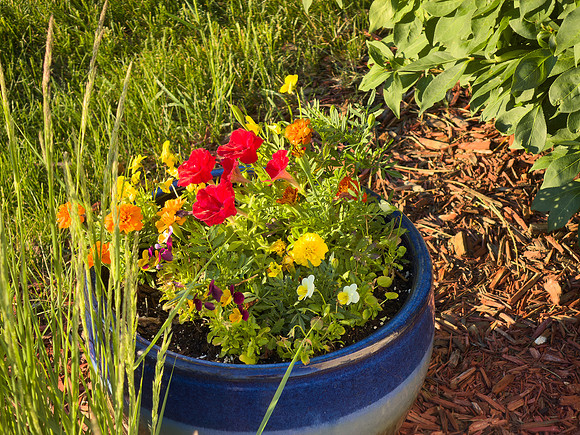 Flowers 13
