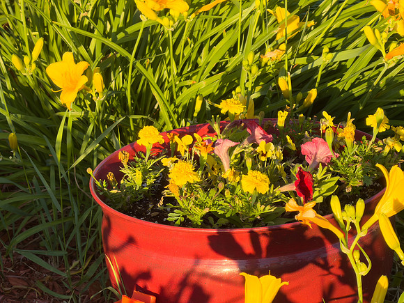 Flowers 16