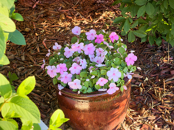 Flowers 12