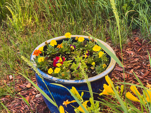 Flowers 14