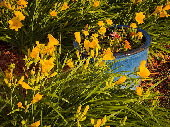 Flowers 15