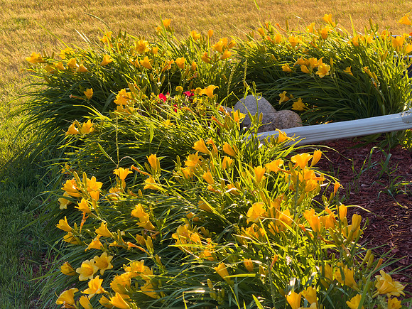 Flowers 17